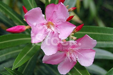 Adenium Obesum Stock Photo | Royalty-Free | FreeImages