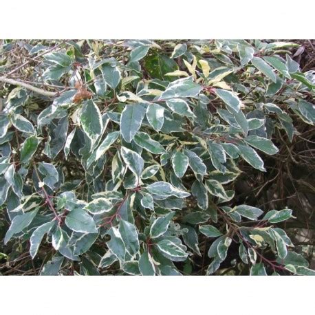 Prunus Lusitanica Variegata Laurier Du Portugal