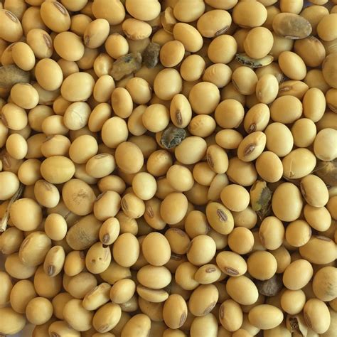 Biorganis - Organic proteins