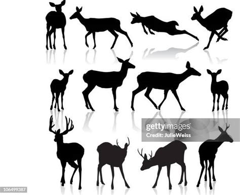 Fawn Photos And Premium High Res Pictures Getty Images