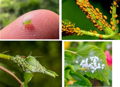 pests diseases   plants   tree center