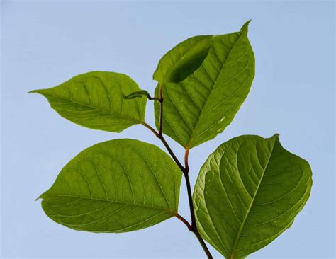 🏡 Identifying Japanese knotweed characteristics - A definitive guide