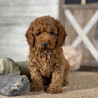 Sunshine Acres Goldendoodles: Red and Apricot Moyen Poodle Puppies for ...