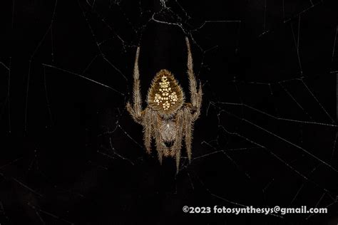 Tropical Orb Weaver Eriophora Ravilla DSC 5869 Fotosynthesys Flickr