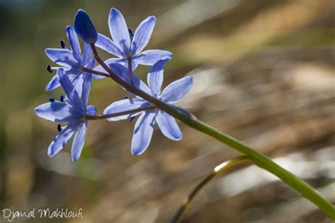 Scille Deux Feuilles Scilla Bifolia Fleur Printani Re Sauvage