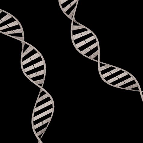 chromosome 3d model