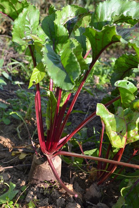 Betterave Cylindra Le Potager Du Gailleroux Permaculture Jardin