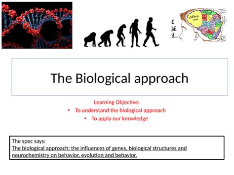 Aqa Psychology The Biological Approach Teaching Resources