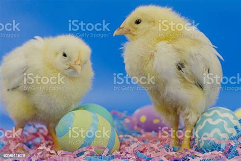 Anak Ayam Paskah Foto Stok Unduh Gambar Sekarang Anak Burung Anak