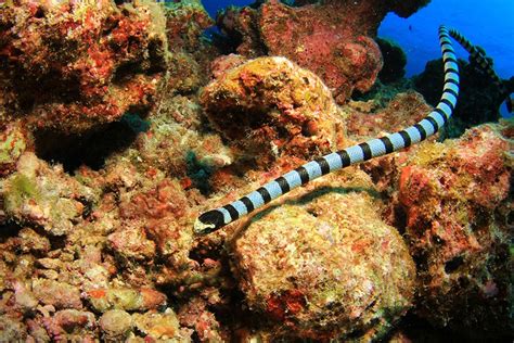 Sea Snake Vs Eel What S The Difference Scuba