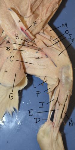 Anatomy Lab Rabbit Muscles 69-91 Flashcards | Quizlet