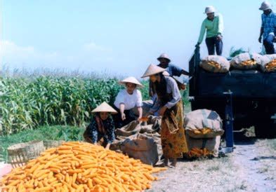 PASCA PANEN JAGUNG ~ Ketahanan Pangan dan Penyuluhan