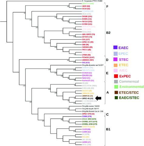 Whole Genome Based Phylogenetic Of UPEC 46 And Reference E Coli