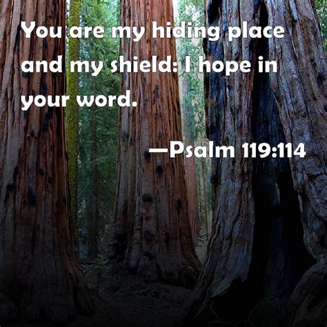 Psalm 119 114 You Are My Hiding Place And My Shield I Hope In Your Word