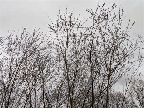 The Martha Stewart Blog Blog Archive Cutting Back The Pussy Willows The Martha Stewart Blog