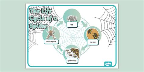 Spider Life Cycle Display Poster Teacher Made Twinkl