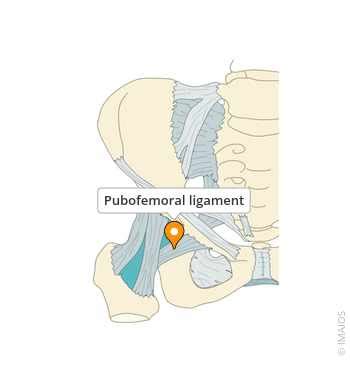 Pubofemoral ligament - e-Anatomy - IMAIOS