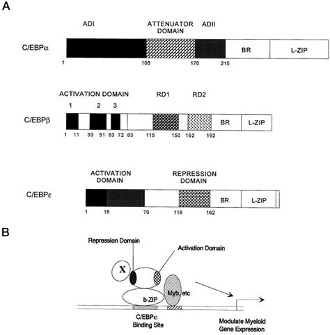 A Model For C EBP Function A A Comparison Of The Mapped Regulatory