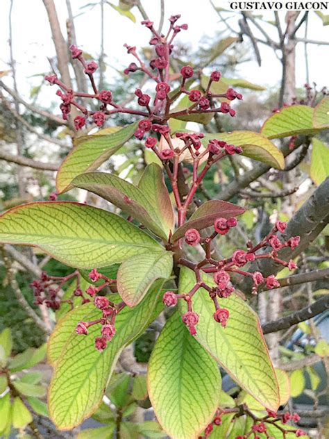Janaúba Planta E Tóxico - Viveiro Ciprest - Plantas Nativas e Exóticas: Janaúba - Euphorbia umbellata
