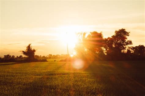 Enfoque Suave Fondo De Cielo Y Campo De Arroz Al Atardecer Con Rayos De