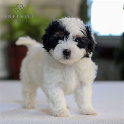 Havanese Puppies For Sale • Adopt Your Puppy Today • Infinity Pups