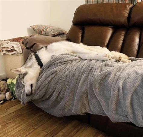 17 Siberian Husky Sleeping Positions (Names + Pictures)