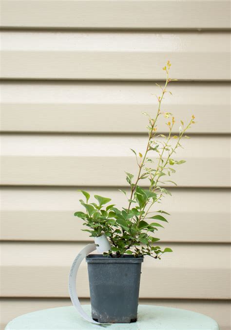 Berberis ‘Summer Chocolate’ – Viruplant