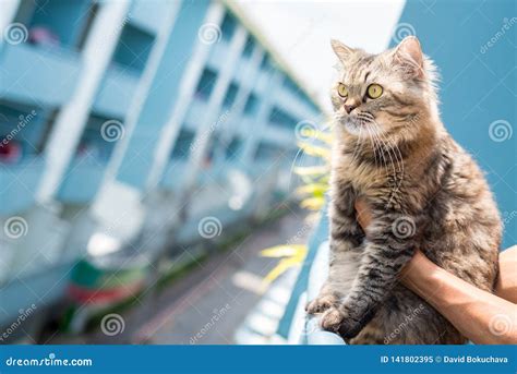 El Gato De Gato Atigrado Mullido Se Sienta En El Carril De Un Balc N La