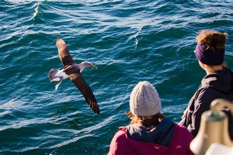 Otago Harbour Wildlife Cruise Dunedin Shore Excursion