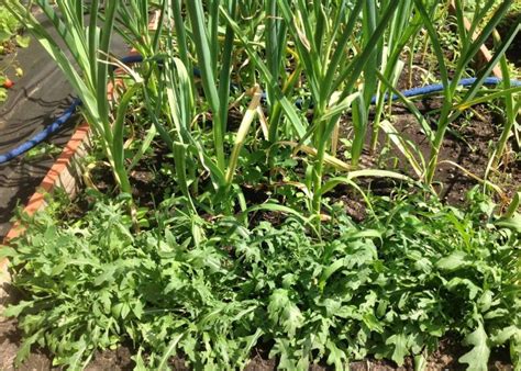 Руккола: посадка и уход в открытом грунте, выращивание на подоконнике ...