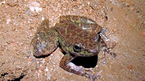 New Species Of Frog Discovered In The Caves Of Meghalaya The Readers Time