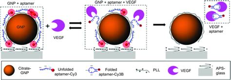 Schematics Of The Aptasensor Illustrating Detection Mechanism Of VeGF