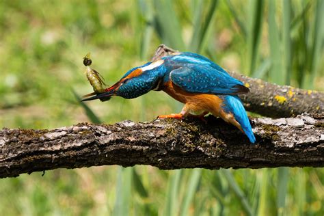 Eisvogel Kingfisher Alcedo Atthis Frau Eisvogel Schl Flickr