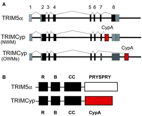 Trim And Trimcyp A Diagram Indicating Splicing Of Trim Or