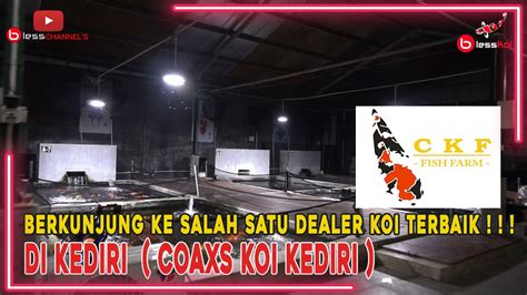 Berkunjung Ke Salah Satu Dealer Koi Terbaik Di Kediri Coaxs Koi Kediri