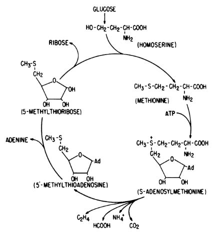 Ethylene Biosynthesis Pathway