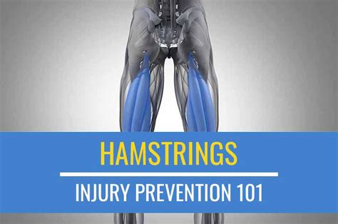 Injury Prevention 101 Hamstring Exercises Sports Injury Physio