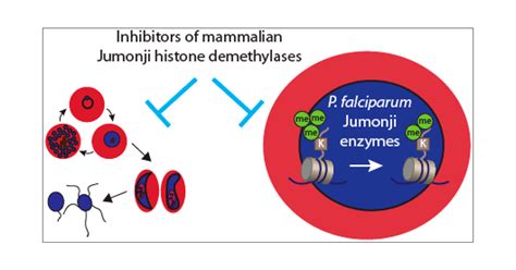 Life Cycle Of Plasmodium Diagram