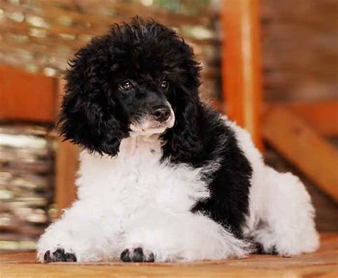 black  white toy poodle