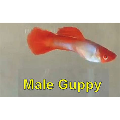 Red Tuxedo Koi Albino Guppy Pairs Poecilia Reticulata Fish Mania