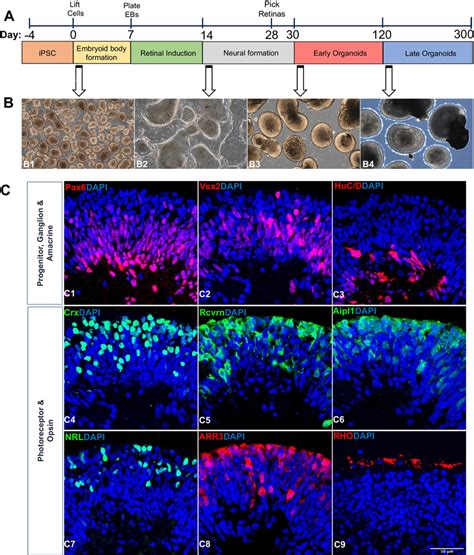 Retinal Organoids Differentiation And Characterization A Schematic