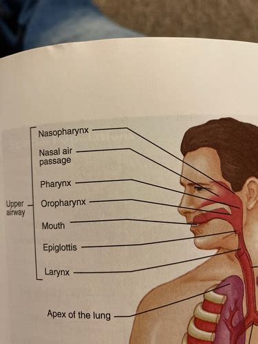 Emt Chapter Airway Managment Flashcards Quizlet