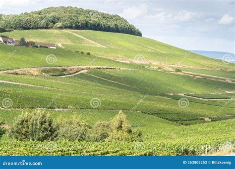 Champagne Vineyards, France Stock Image - Image of clicquot ...