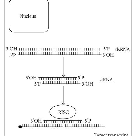 Diagram depicting the molecular mechanism of gene silencing by RNAi ...