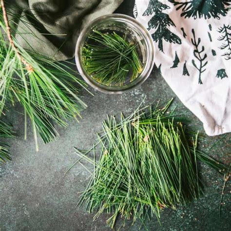 30 Pine Needle Recipes Drinks Desserts Syrups Balms More