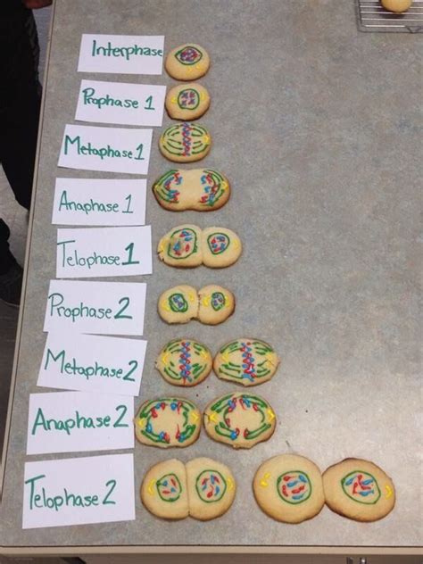 Interesting And Fun Way To Learn About Meiosis And Mitosis And Once