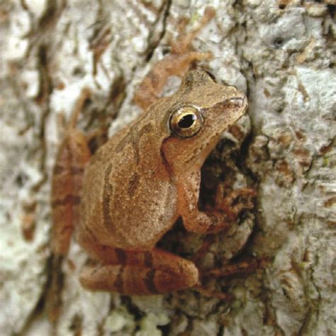 Pseudacris crucifer · Earth@Home: Biodiversity