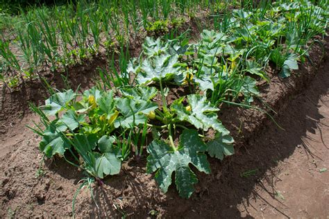 Courgette Companion Planting Guide Plantura