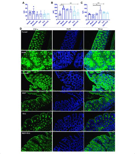 The Levels Of Inflammatory Factors And The Expression Of Tnf In