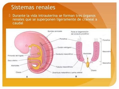 Embriolog A Sistema Urogenital Ppt Descarga Gratuita